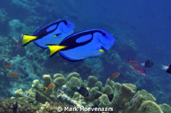 A couple of Palette Surgeonfish, or as I like to call the... by Mark Hoevenaars 